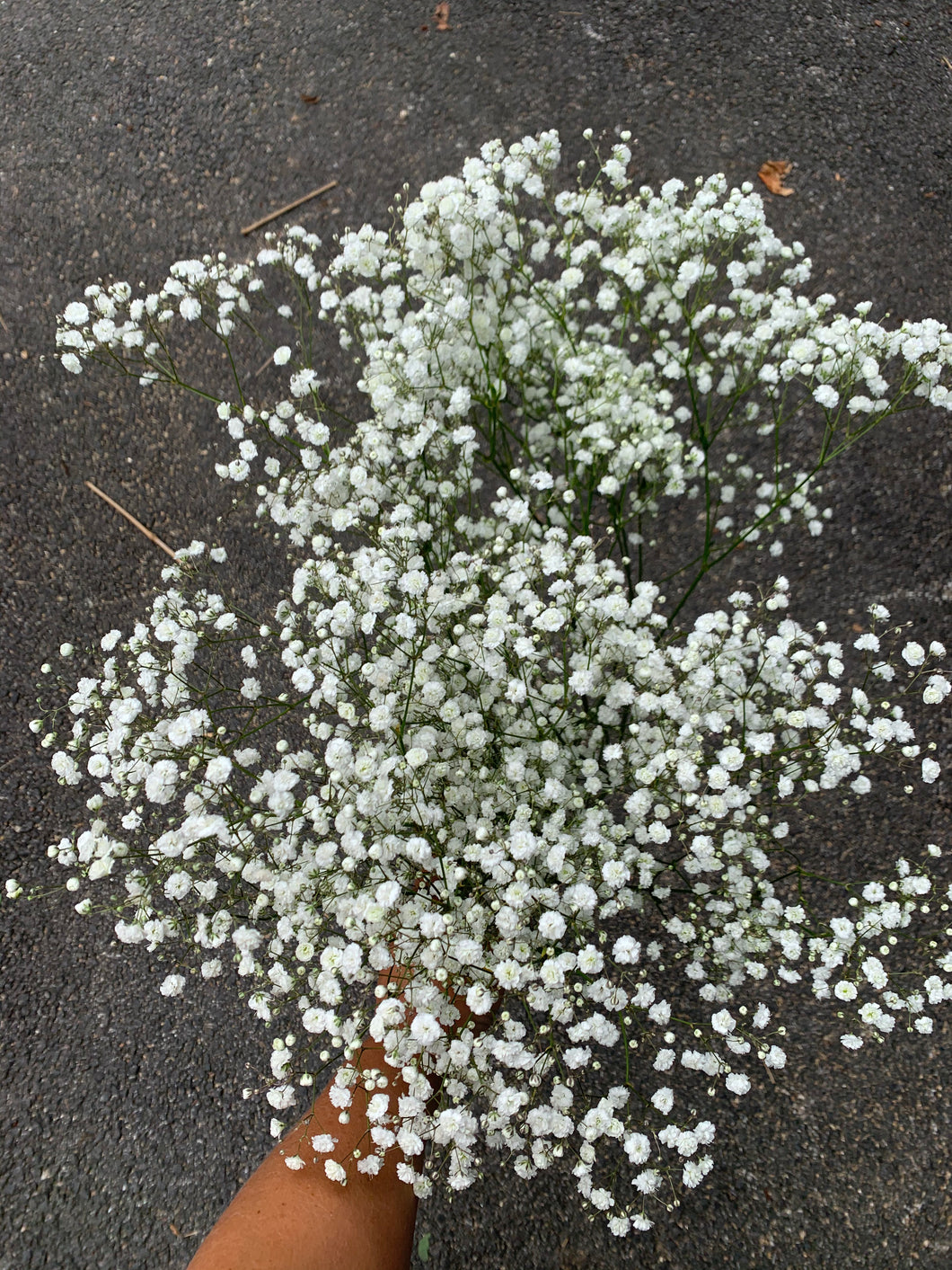 Bundle of Baby's Breath – Lucky Penny Floral